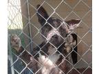 Adopt Stevie a Brindle Pit Bull Terrier / American Staffordshire Terrier dog in