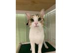 Adopt Lana a Calico or Dilute Calico Calico / Mixed cat in Margate