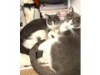 Adopt Griffin and Reynolds a Gray or Blue Domestic Shorthair (short coat) cat in