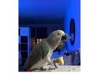 JKO 01 African Grey Parrots Birds