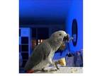 FR 01 African Grey Parrots Birds