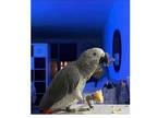 YUN 01 African Grey Parrots Birds