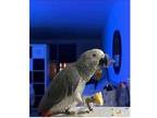 THI 01 African Grey Parrots Birds