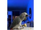 FV 01 African Grey Parrots Birds