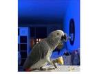 TUI 01 African Grey Parrots Birds