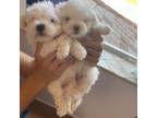 Maltese Puppy for sale in Newark, NJ, USA