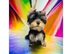 Yorkshire Terrier Puppy for sale in Dry Prong, LA, USA