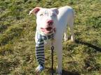 Sparky American Bulldog Young Male