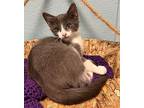 Robin Domestic Shorthair Kitten Male