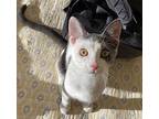 Betty Domestic Shorthair Kitten Female