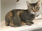 Honey (aka Mary Elizabeth) Domestic Shorthair Young Female