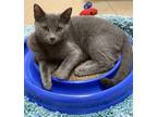 Zoey Domestic Shorthair Kitten Female