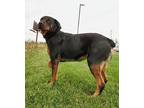 Rig Rottweiler Young Female