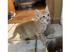 Dean (ks) Domestic Shorthair Kitten Male