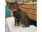 Fiesta Domestic Shorthair Adult Female