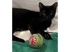 Hodges Domestic Shorthair Kitten Male