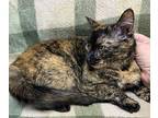 Hazel Domestic Shorthair Adult Female