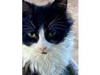 Merry Domestic Longhair Kitten Female