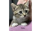 Daisy Domestic Shorthair Kitten Female