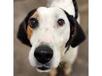 Mary Puppins Coonhound (Unknown Type) Adult Female