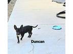 Duncan Chihuahua Puppy Male