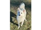 Yeti American Eskimo Dog Young Male