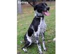 Sydney German Shorthaired Pointer Adult Female