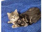Khia Domestic Shorthair Kitten Female