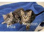 Krouton Domestic Shorthair Kitten Male
