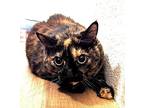 Miss Patches Domestic Shorthair Senior Female