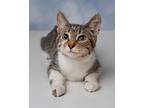 Fizz Domestic Shorthair Kitten Male