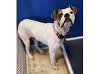 George Michael American Bulldog Puppy Male