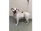 Marnie Mixed Breed (Large) Adult Female