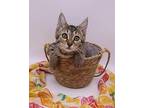 Taro Domestic Shorthair Kitten Female