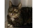 69760A Amber- Pounce Cat Cafe Domestic Shorthair Adult Female