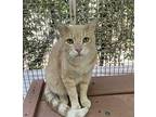 Blonde Domestic Shorthair Adult Male
