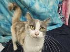 Stardust Domestic Longhair Young Female