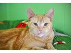 Mouse Domestic Shorthair Adult Female