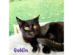 Goblin Domestic Shorthair Kitten Male