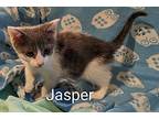 Jasper Domestic Shorthair Kitten Male