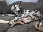 Tarantino Great Dane Young Male