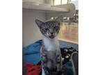 Reeses Domestic Shorthair Young Female