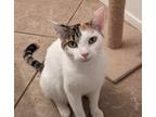 Buttercup Domestic Shorthair Adult Female