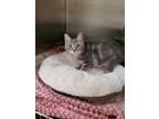 Blissy Domestic Shorthair Young Female