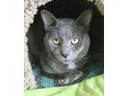 Raymond Domestic Shorthair Adult Male