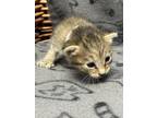 Sky Domestic Shorthair Young Female