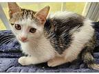 Apollo Domestic Shorthair Kitten Male