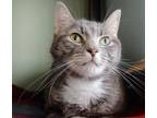 Lilly Domestic Shorthair Adult Female