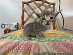 Tremors Domestic Mediumhair Kitten Male