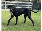 LEO Great Dane Young Male
